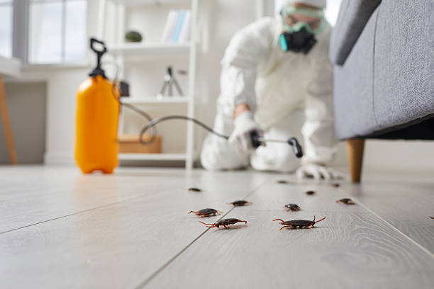 Post-Treatment Bed Bug Interceptor Monitoring in Ridgeland